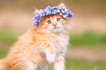 10 ngày tới, 4 con ngồi im Thần Tài mang tiền bạc tới tận cửa