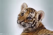 Dự đoán ngày mới 23/08/2020 cho 12 con giáp: Mão đỏ vận, Sửu cực xui