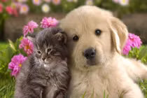 Ba cặp con giáp hợp mệnh trời sinh, lấy nhau là giàu sang tột đỉnh 