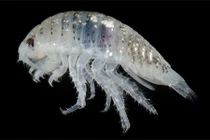 Soi loài bọ biển có biệt danh “cá mập mini” từng hoành hành ở California