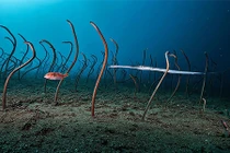 Những bức ảnh động vật hoang dã ấn tượng nhất năm 2022