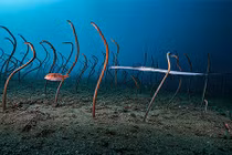 Những bức ảnh động vật hoang dã ấn tượng nhất năm 2022