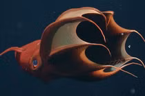 Tận mục mực ma cà rồng - quái vật ẩn mình dưới đáy biển khơi 