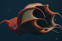 Tận mục mực ma cà rồng - quái vật ẩn mình dưới đáy biển khơi 