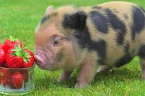 Ba con giáp cực hên, tình tiền vượng phát nhất mùa thu 2018 