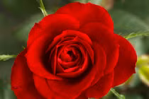 Dự đoán ngày mới 01/04/2018 cho 12 con giáp