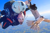 Top loài chim bay nhanh nhất thế giới, đại bàng không phải số 1 