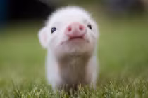 Dự đoán ngày mới 18/11/2018 cho 12 con giáp