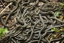 10 cơn mưa kỳ dị nhất hành tinh: Sợ nhất là mưa máu! 