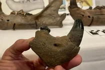 Bất ngờ sư tử “quái vật” lộ diện sau 11.000 năm tuyệt chủng 