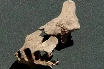 Nóng: Tìm thấy hoá thạch người tiền sử cổ xưa nhất ở châu Âu