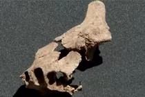 Nóng: Tìm thấy hoá thạch người tiền sử cổ xưa nhất ở châu Âu