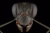 Chùm ảnh gương mặt "quái vật mini" khiến con người mất ăn mất ngủ