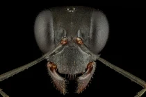 Chùm ảnh gương mặt "quái vật mini" khiến con người mất ăn mất ngủ