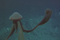 Phát hiện loài sứa ma ngoài khơi Nam Cực, hệt người ngoài hành tinh