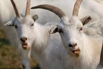 Tháng 7 âm: Mẹo phong thủy giải đen, xua tan "cô hồn" cho 12 con giáp