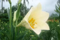 Bật mí về hoa loa kèn tứ quý nở hoa quanh năm