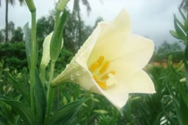 Bật mí về hoa loa kèn tứ quý nở hoa quanh năm