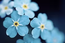 Bốn con giáp vận đỏ ngút trời năm Mậu Tuất 2018