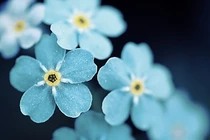 Bốn con giáp vận đỏ ngút trời năm Mậu Tuất 2018