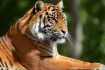 Dự đoán ngày mới 25/03/2019 cho 12 con giáp