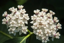 Dự đoán tuần mới 27/05 - 03/06/2018 cho 12 con giáp