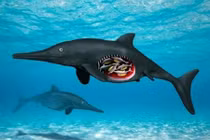 Phát hiện hóa thạch 139 triệu năm của thằn lằn cá: Đang mang thai?