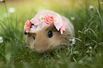 Dự đoán ngày mới 23/6/2020 cho 12 con giáp