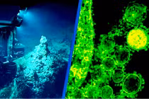 Tò mò 7.000 loài độc - dị - lạ vừa phát hiện ở rãnh Mariana 