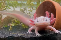 Bất ngờ loài “khủng long” trẻ mãi không già, có thể tái sinh ảo diệu