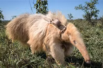 Loài thú ăn kiến khổng lồ bị bạch tạng duy nhất trên thế giới