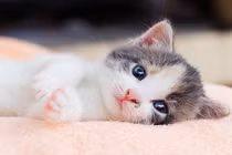 7 năm tới: 4 con giáp tiền vào cửa trước, vàng vào cửa sau 