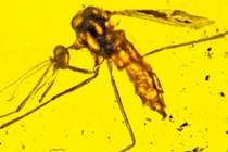 Top 6 sự thật ngỡ ngàng về loài muỗi, ai nghe cũng giật mình 