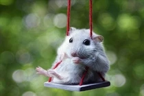 Bốn con giáp được Thần Tài phù phép, phất lên ùn ùn năm 2019