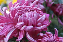 4 con giáp trời thương, có trí thông minh vượt trội hơn người 