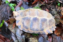 Quảng Bình tiếp nhận 3 cá thể rùa núi viền: Loài quý hiếm! 