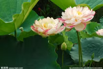 Dự đoán tuần mới 04/06 - 10/06/2018 cho 12 con giáp