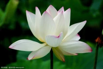 Dự đoán ngày mới 13/06/2018 cho 12 con giáp