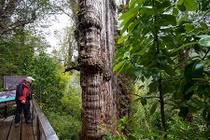 Sự thật bất ngờ về cây đại thụ cổ xưa nhất thế giới