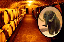 Sửa hầm rượu, choáng nặng thấy xương ma mút 40.000 tuổi chất đống