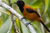 Soi loài chim bé hạt tiêu có độc duy nhất trên thế giới 