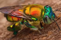 Lạ lùng loài ong “màu mè” nhất hành tinh nhưng không biết làm mật