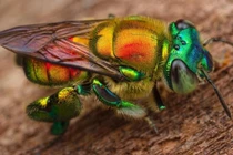 Lạ lùng loài ong “màu mè” nhất hành tinh nhưng không biết làm mật