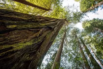 Top 10 loài cây cao nhất hành tinh, nhìn hoài không thấy ngọn 