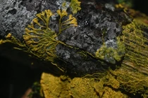 Lạ kỳ sinh vật không não, sở hữu gần... 720 giới tính