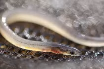 Bí ẩn loài lươn được ví như “vàng trắng”, đại gia ráo riết săn 