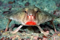 Kỳ thú loài cá có đôi môi đỏ rực, gợi cảm nhất hành tinh 