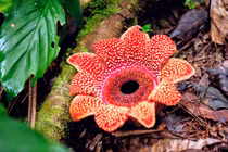 Tận mục loài hoa "đại lãn" nhất hành tinh, sống nhờ... ăn bám