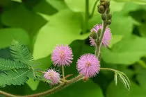 Kinh ngạc 7 loài cây có khả năng đặc biệt giống con người