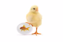 Dự đoán ngày mới 01/02/2019 cho 12 con giáp